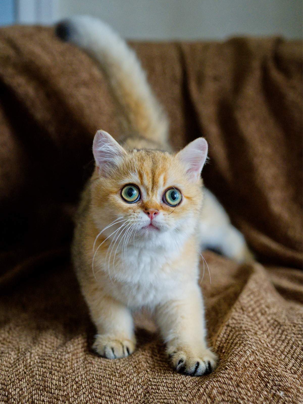 Toby, a Golden Shaded British Shorthair kitten with green eyes.