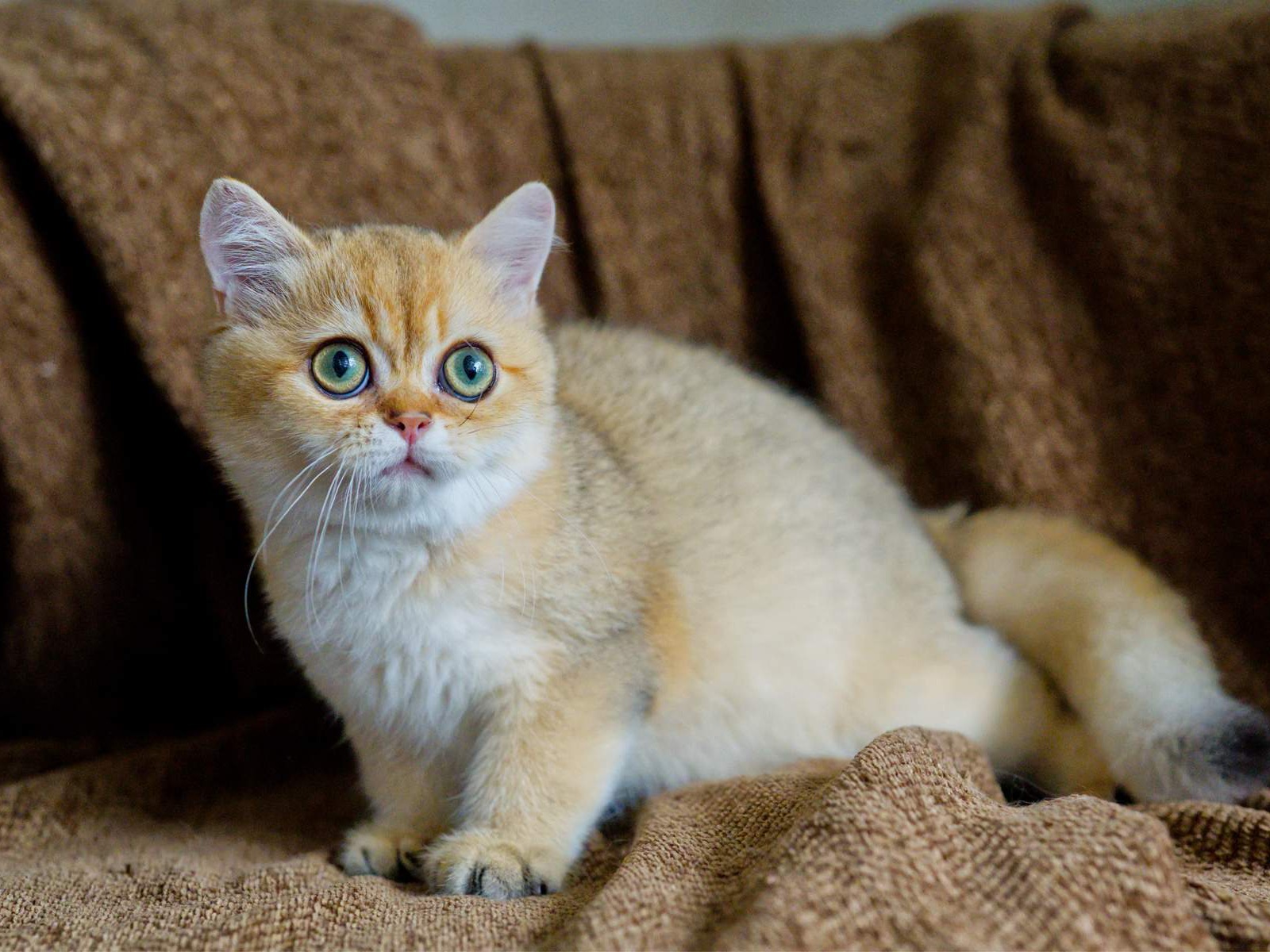 Toby, a Golden Shaded British Shorthair kitten.