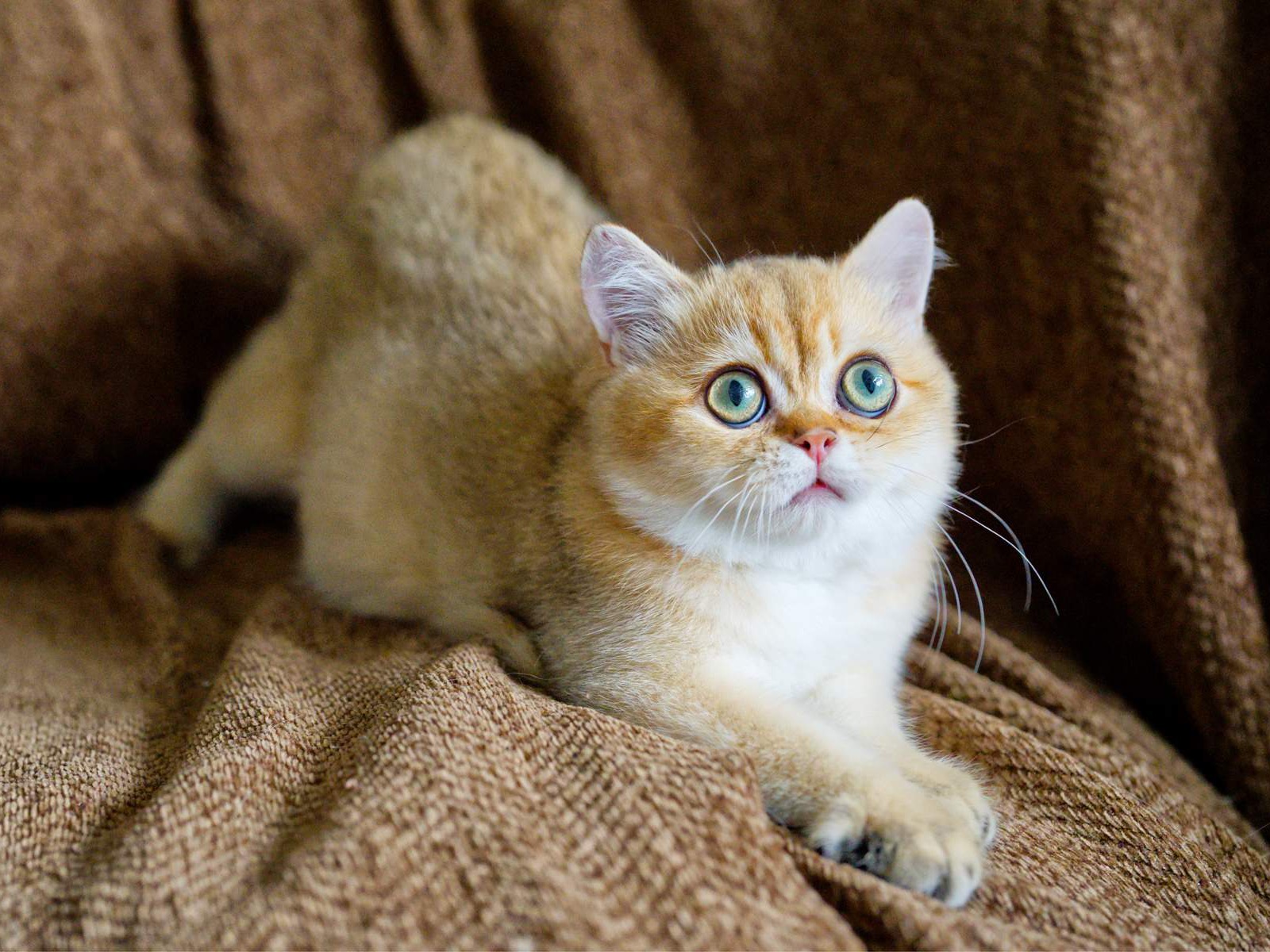 Toby, a British Shorthair kitten with green eyes.