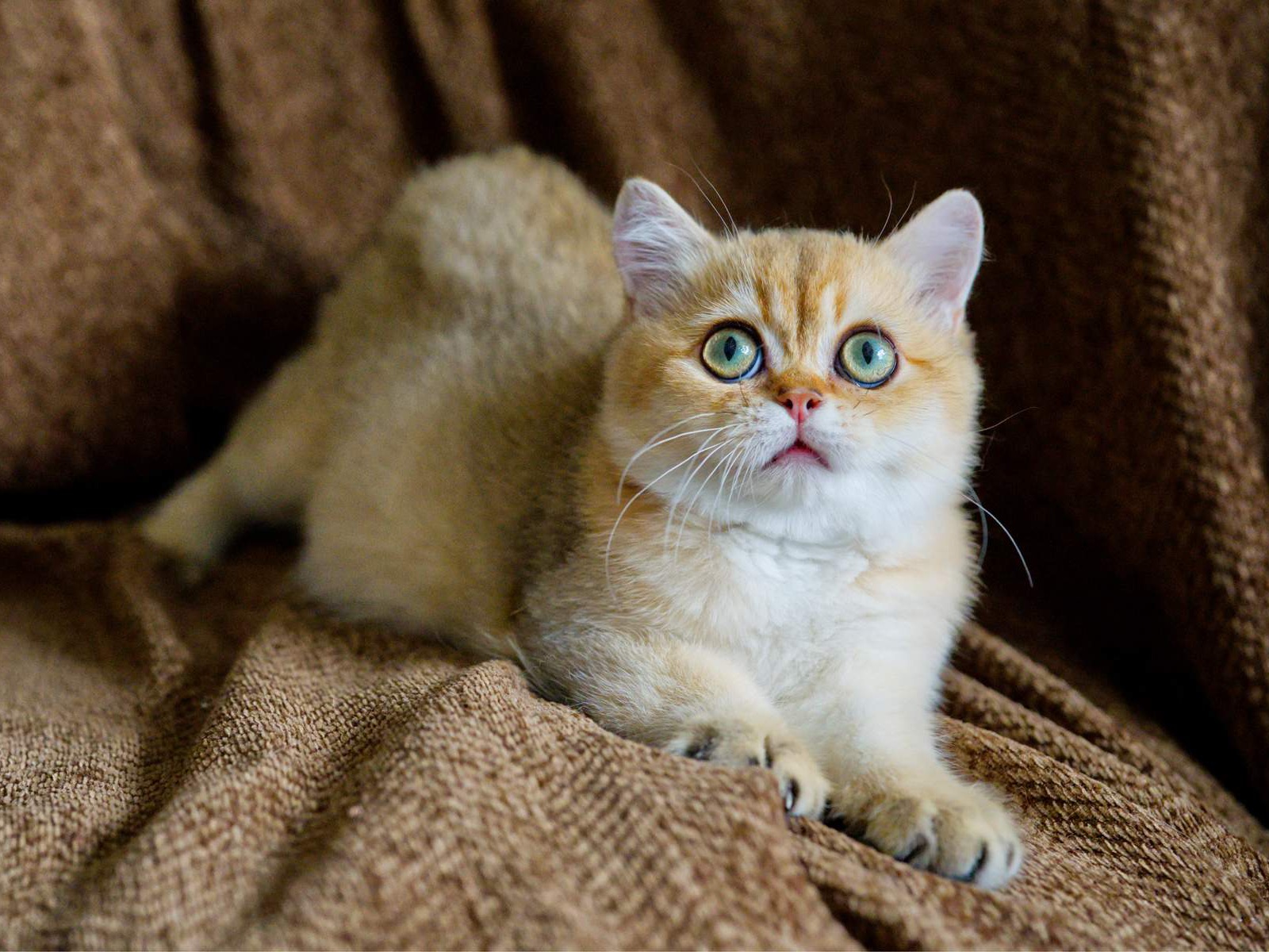 Toby, a Golden Shaded British Shorthair kitten.