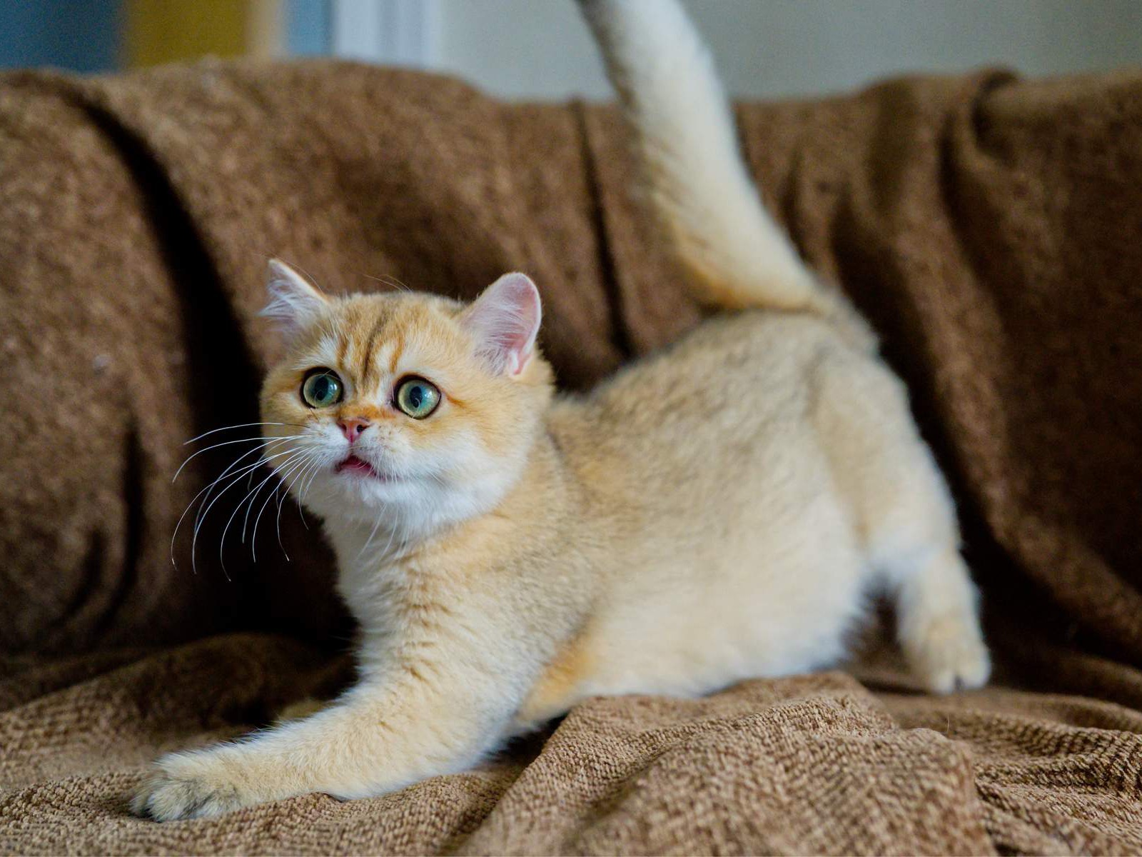 Toby, a kitten with a warm golden coat.