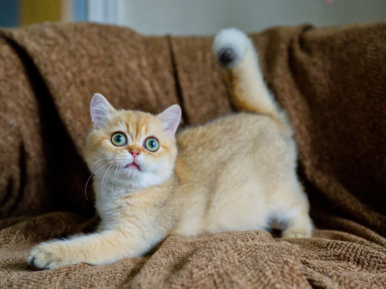 Toby, a British Shorthair kitten with a golden coat.