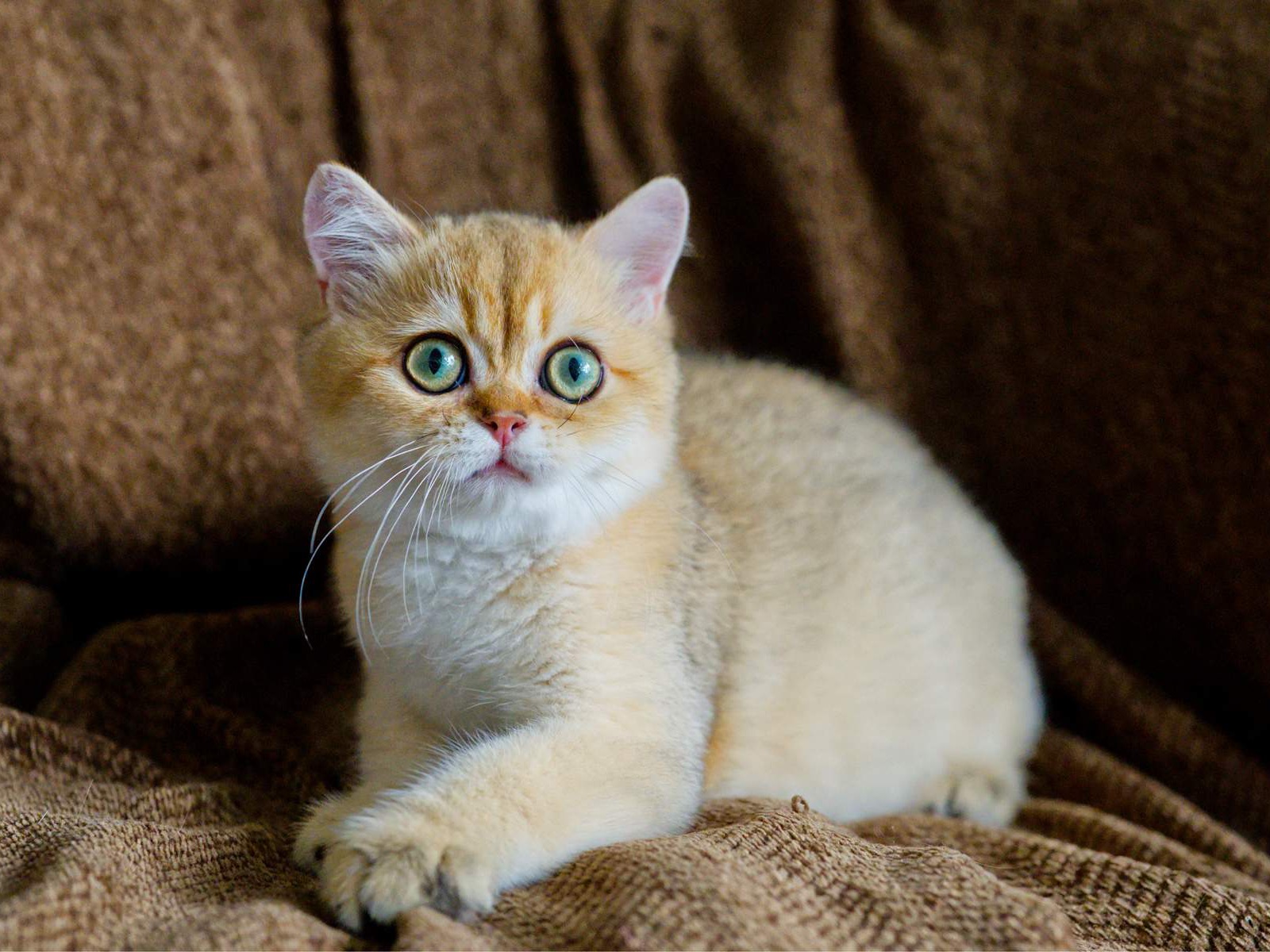 Toby, a British Shorthair kitten with a round face.