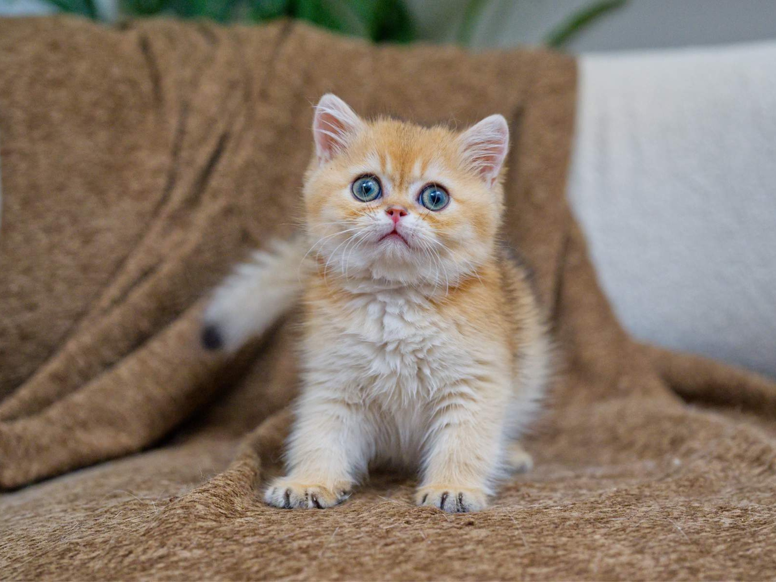 Toby, a Golden Shaded kitten with green eyes.