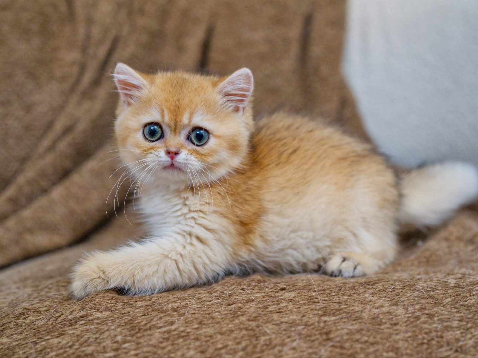 Toby, a kitten with a rich golden coat.
