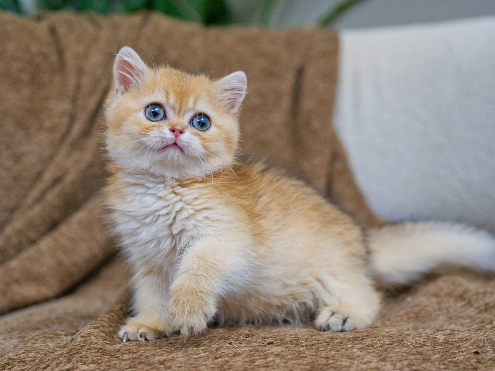 Toby, a Golden Shaded British Shorthair kitten.