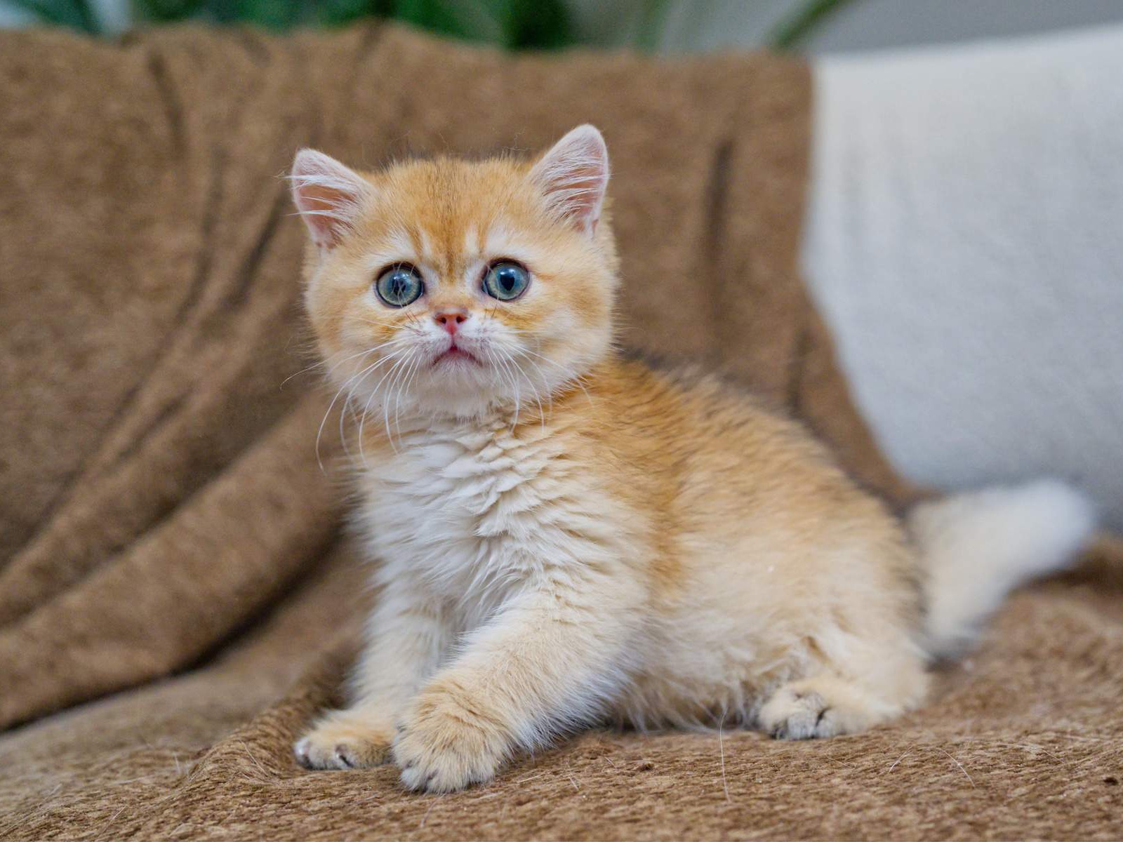 Toby, a British Shorthair kitten with green eyes.