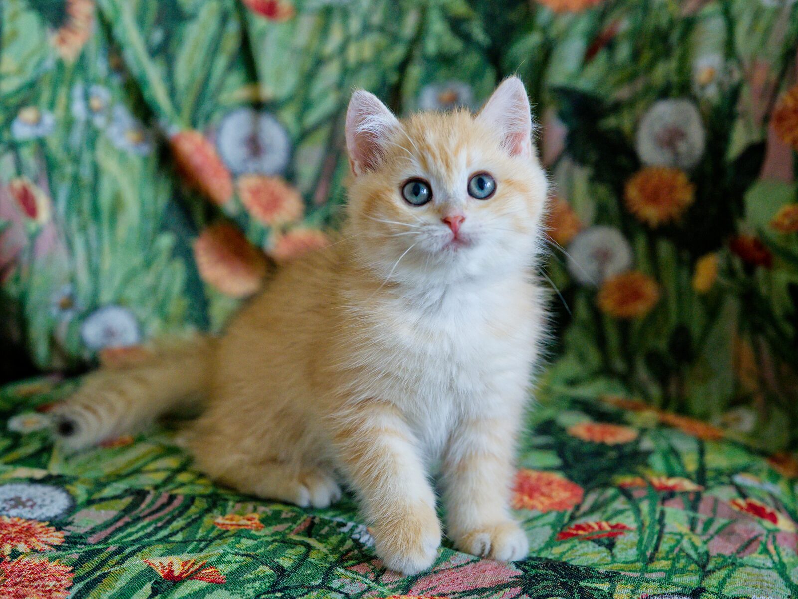 Benji sitting upright in a three-quarters view, looking gently upward.