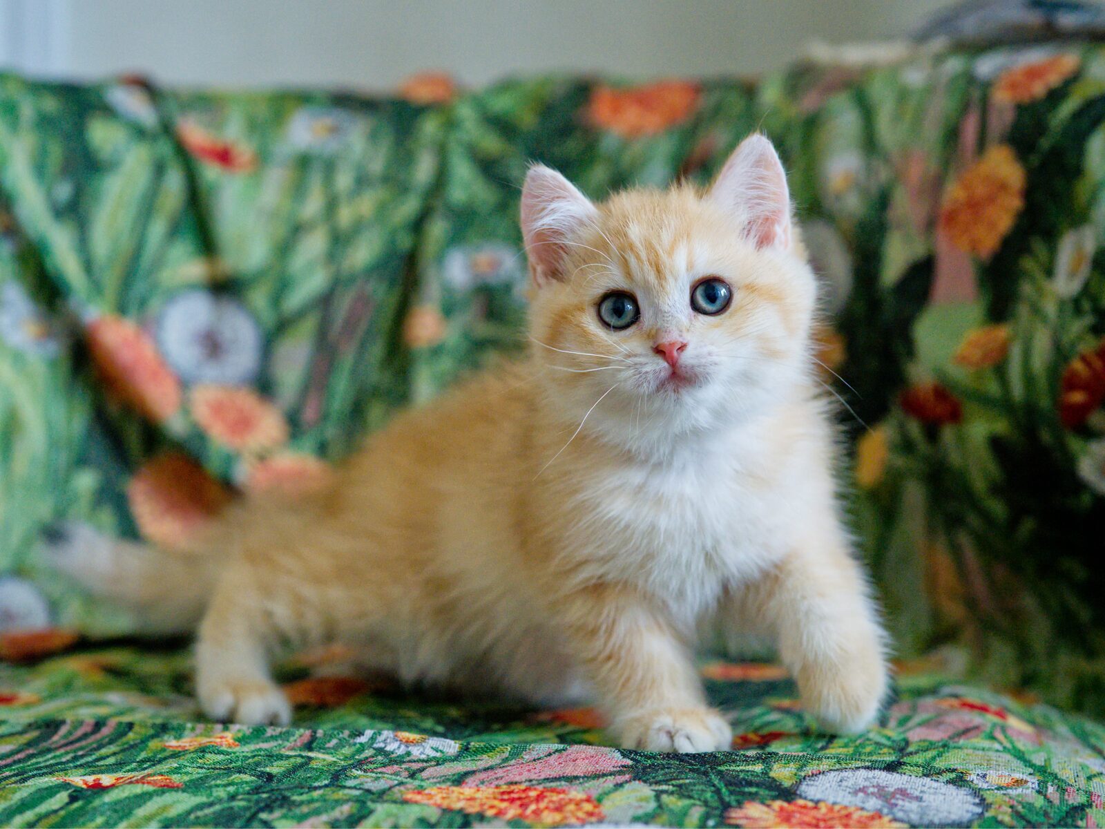 Benji with one front paw lifted in motion, turning alertly toward the viewer.