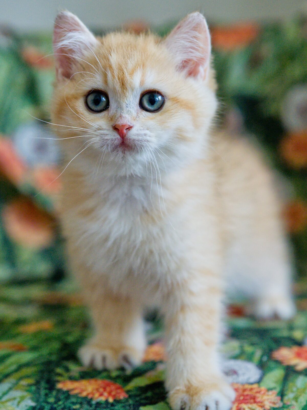 Benji standing front-facing on a patterned fabric, looking directly forward.