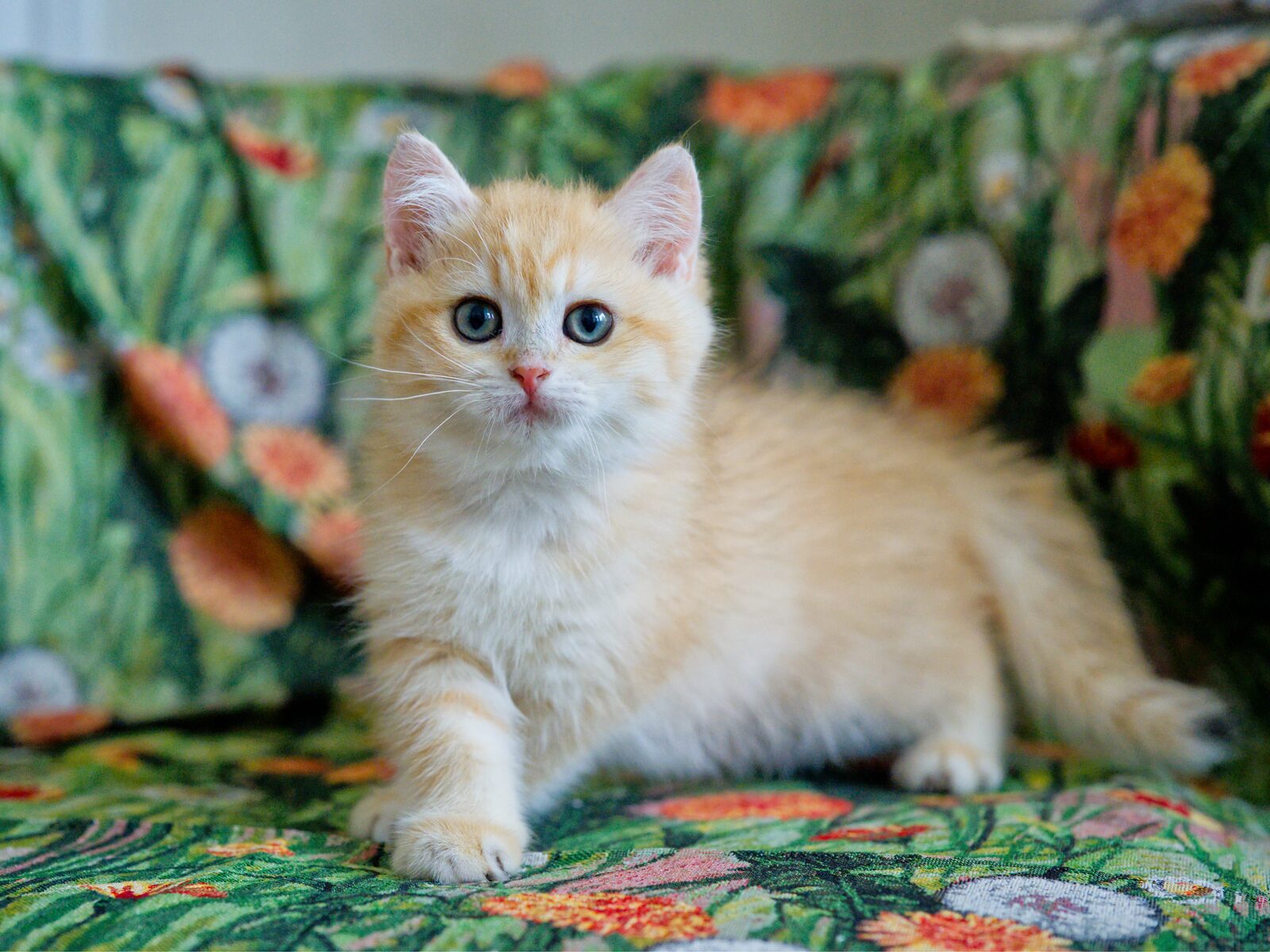 Benji stepping forward in a playful low stance, looking upward.