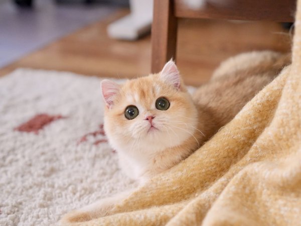A british shorthair for sale, potato is playing hide and seek behind a yellow blanket.
