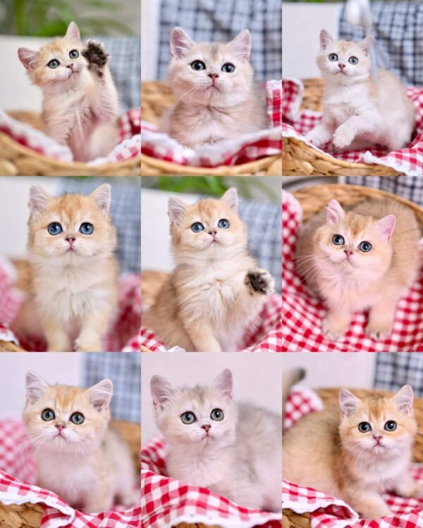 golden and blue golden british shorthair kittens on my chair